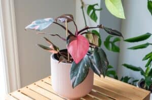 Identify a Genuine Pink Princess Philodendron