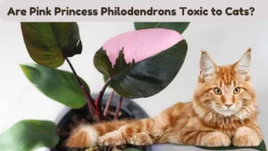 Are Pink Princess Philodendrons Toxic to Cats