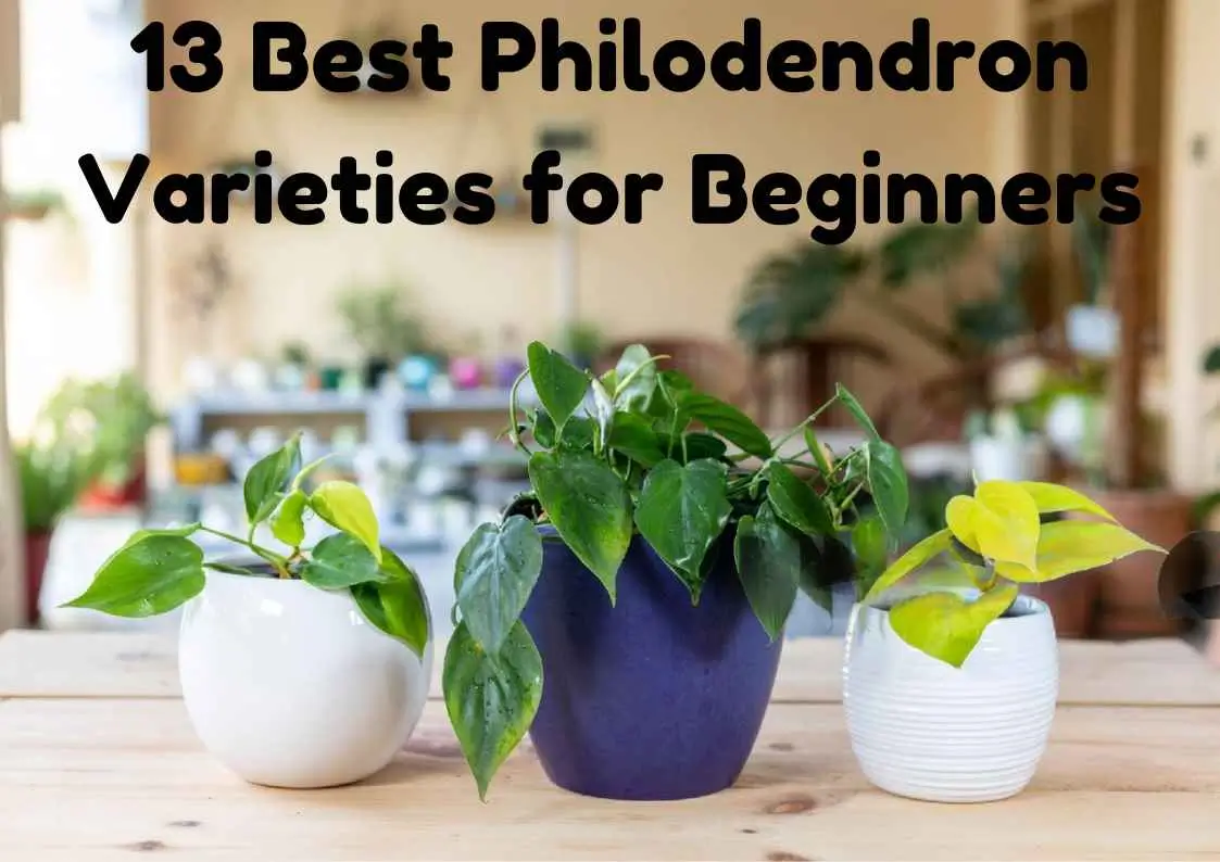 13 Best Philodendron Varieties for Beginners