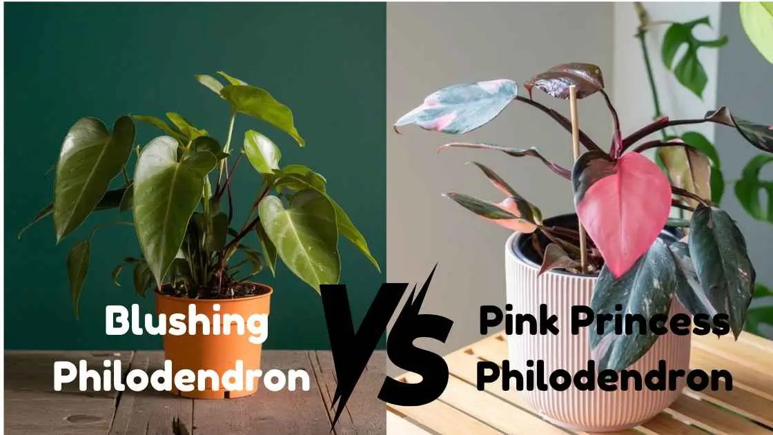 Blushing Philodendron vs Pink Princess