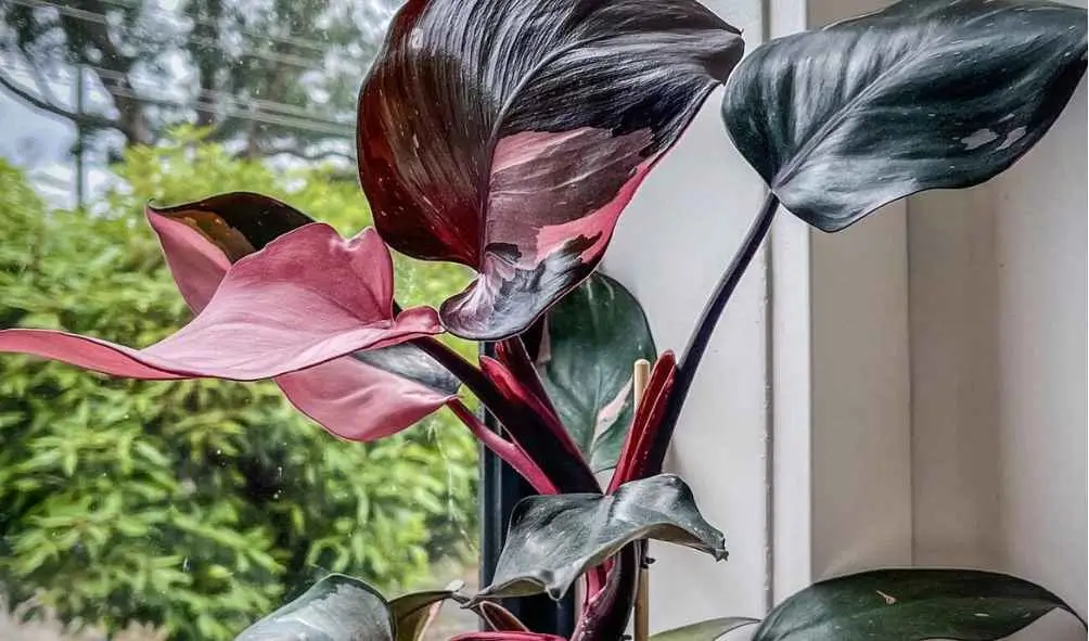 Genuine Pink Princess Philodendron