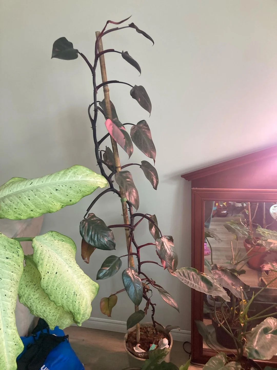 large pink princess philodendron