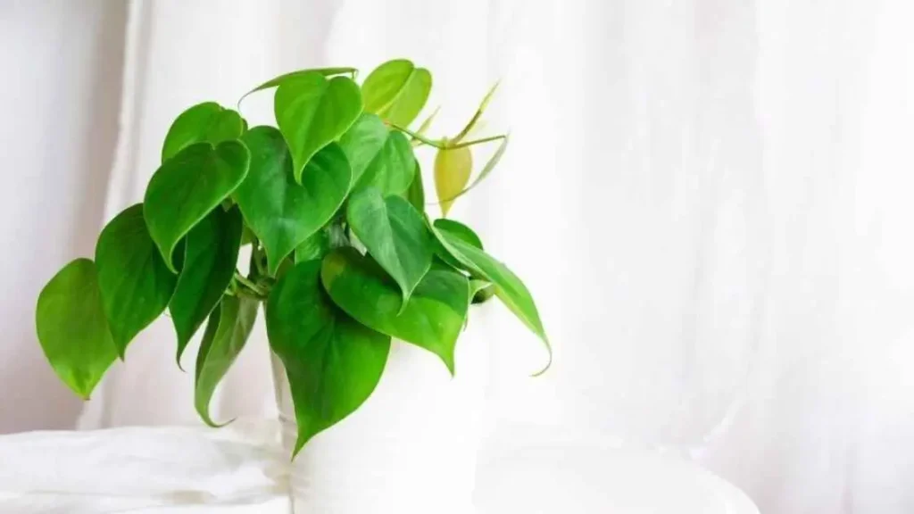 Heartleaf Philodendron