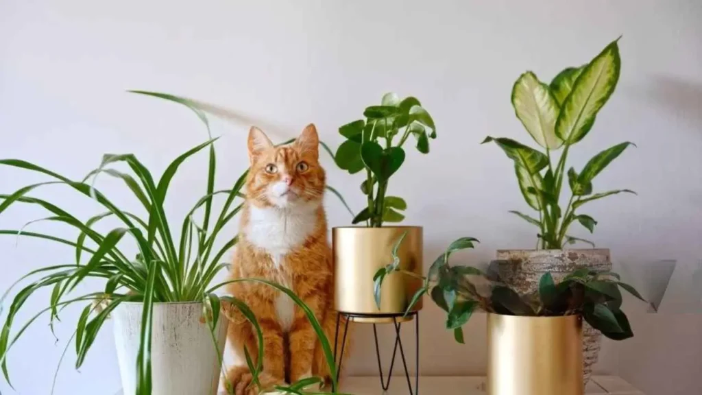 House PLants with Cat