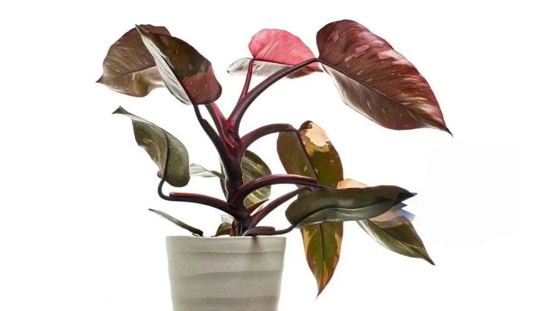 Pink Princess Philodendron care