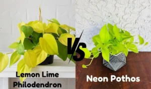 Lemon Lime Philodendron vs. Neon Pothos