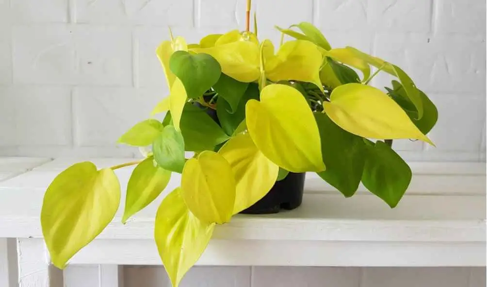 Lemon Lime Philodendron