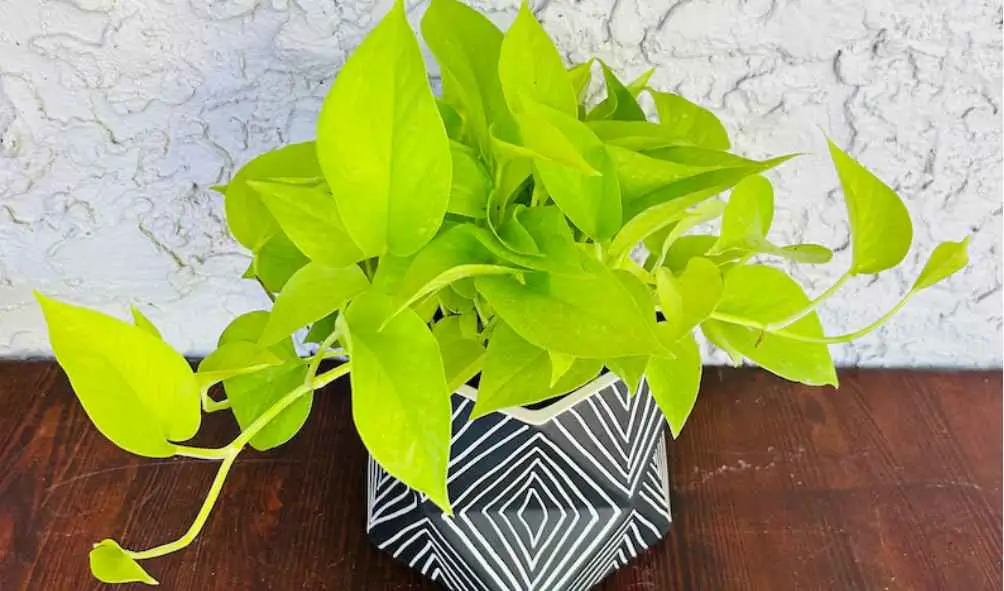 Neon Pothos