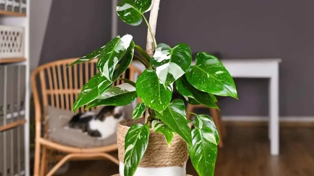 Philodendron