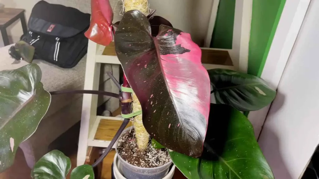 Philodendron Black Cherry