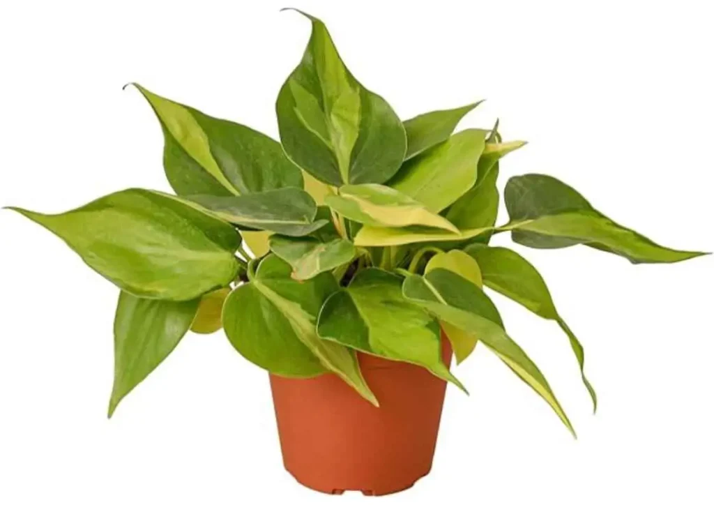 Philodendron Brasil