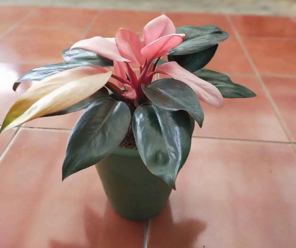 Philodendron Pink Congo