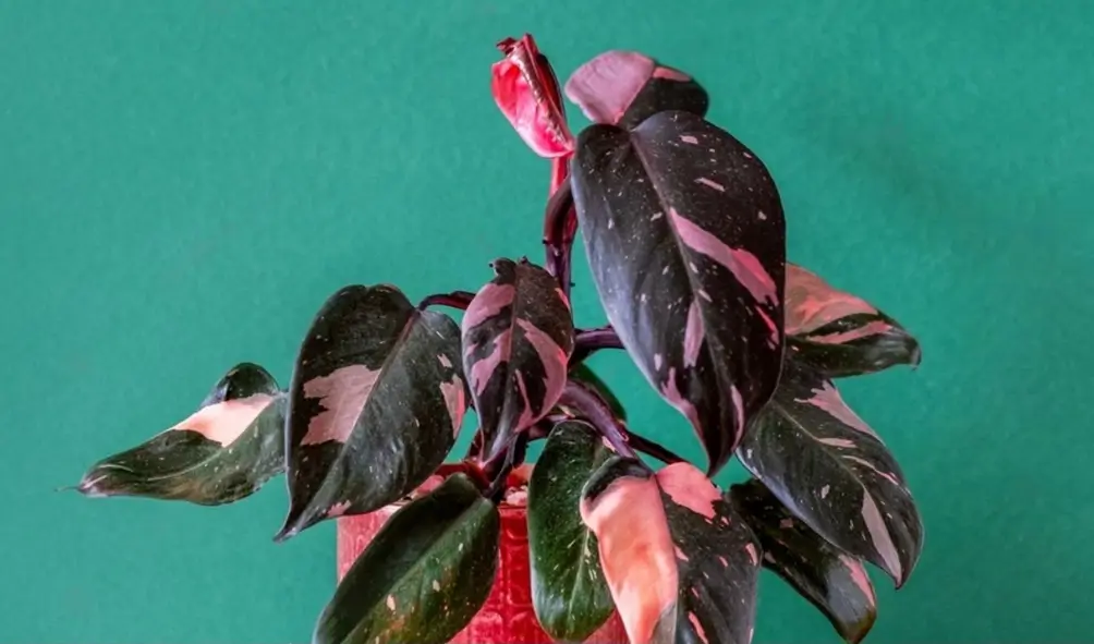 Pink Princess Philodendron 