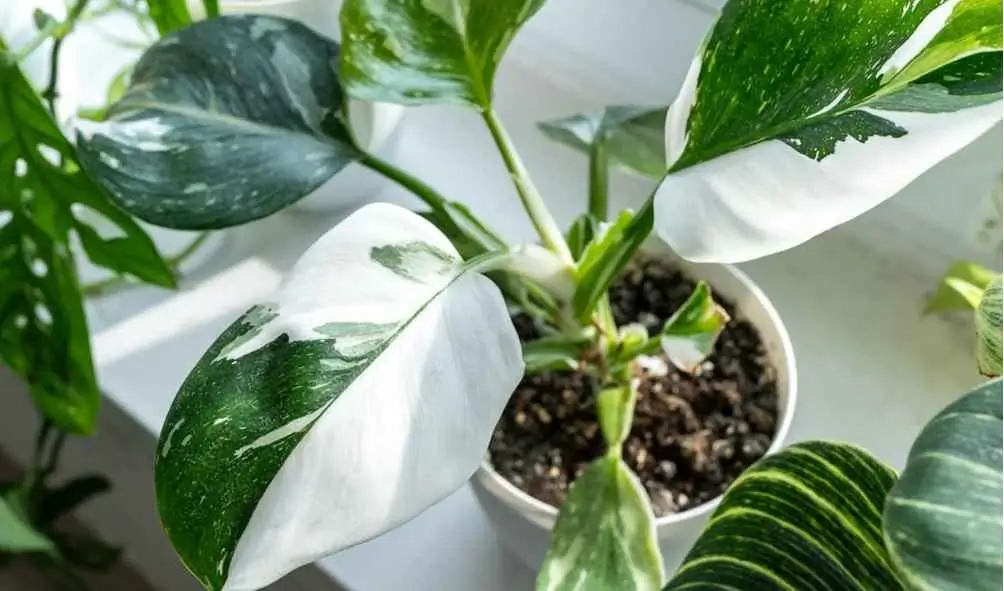 Philodendron White Princess