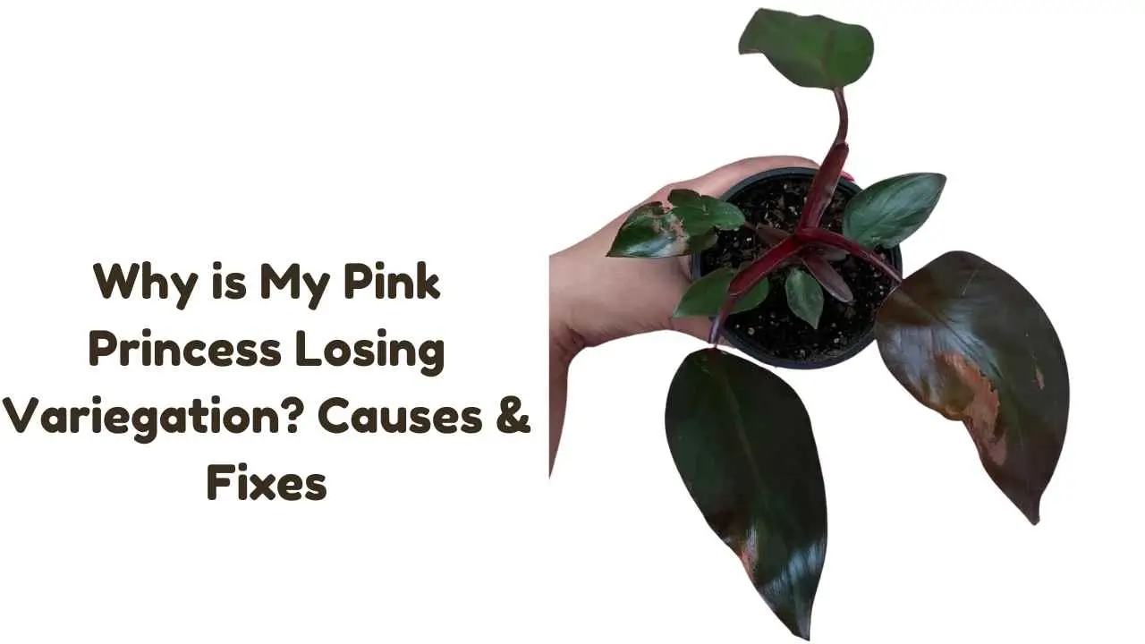 Pink-Princess-Losing-Variegation