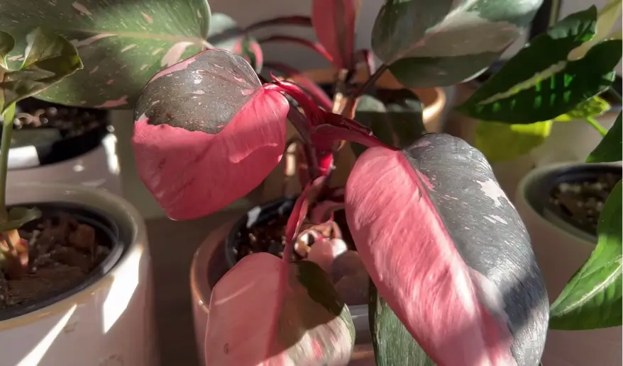 Pink Princess Philodendron