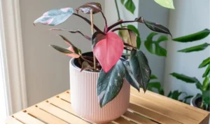 Pink Princess Philodendron