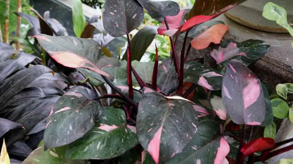 Pink Princess Philodendron