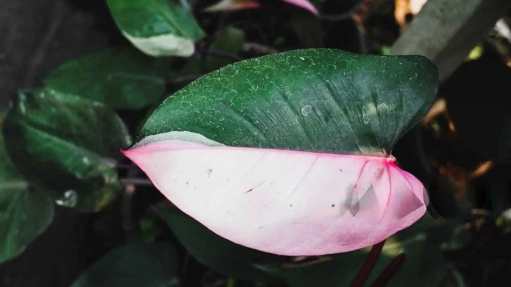 Pink Princess Philodendron