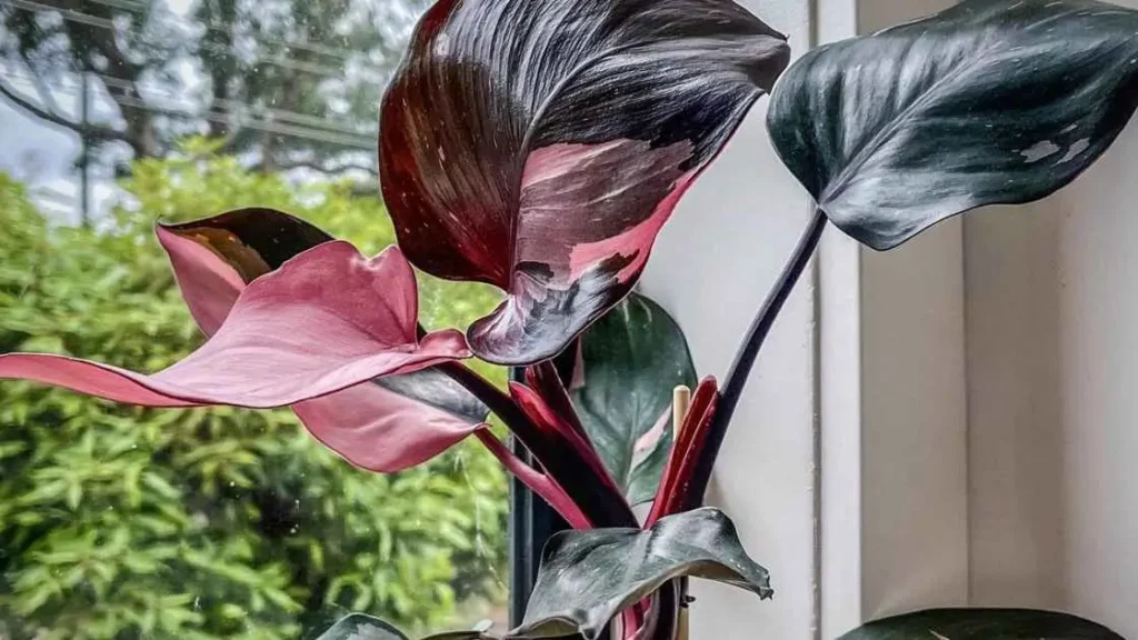 Pink Princess Philodendron