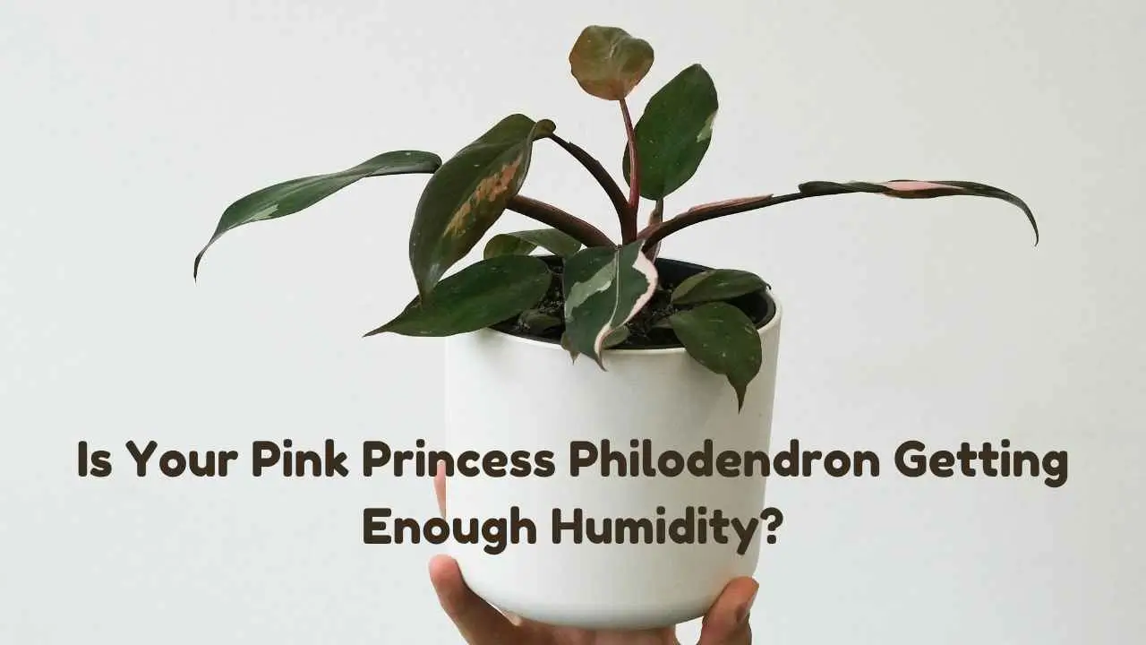 Is Your Pink Princess Philodendron Getting Enough Humidity?