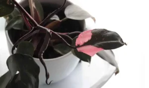 Pink Princess Philodendron Leaf Drop