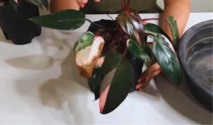 Pink Princess Philodendron Leaves Turning Brown