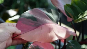 Pink Princess Philodendron Light Requirements