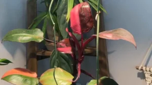 Pink Princess Philodendron Propagation