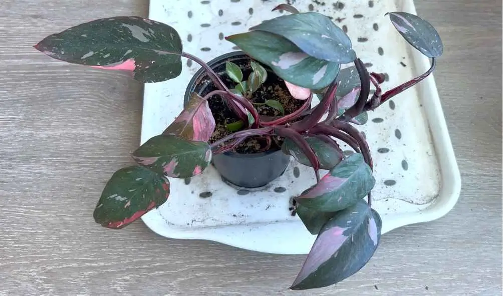 Pink Princess Philodendron