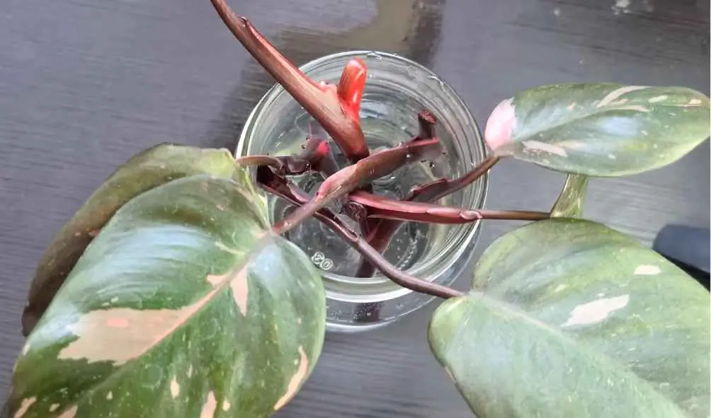 Propagation  Pink Princess Philodendron