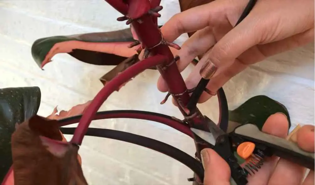 Pruning Techniques of Pink Princess Philodendron