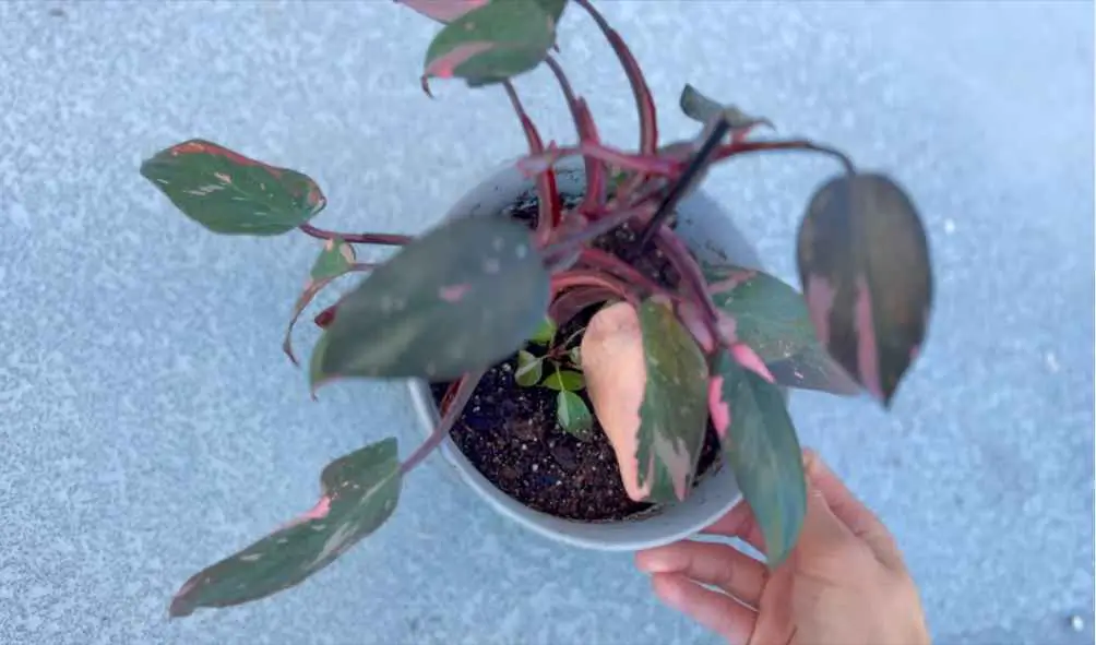 Repotting Pink Princess Philodendorn