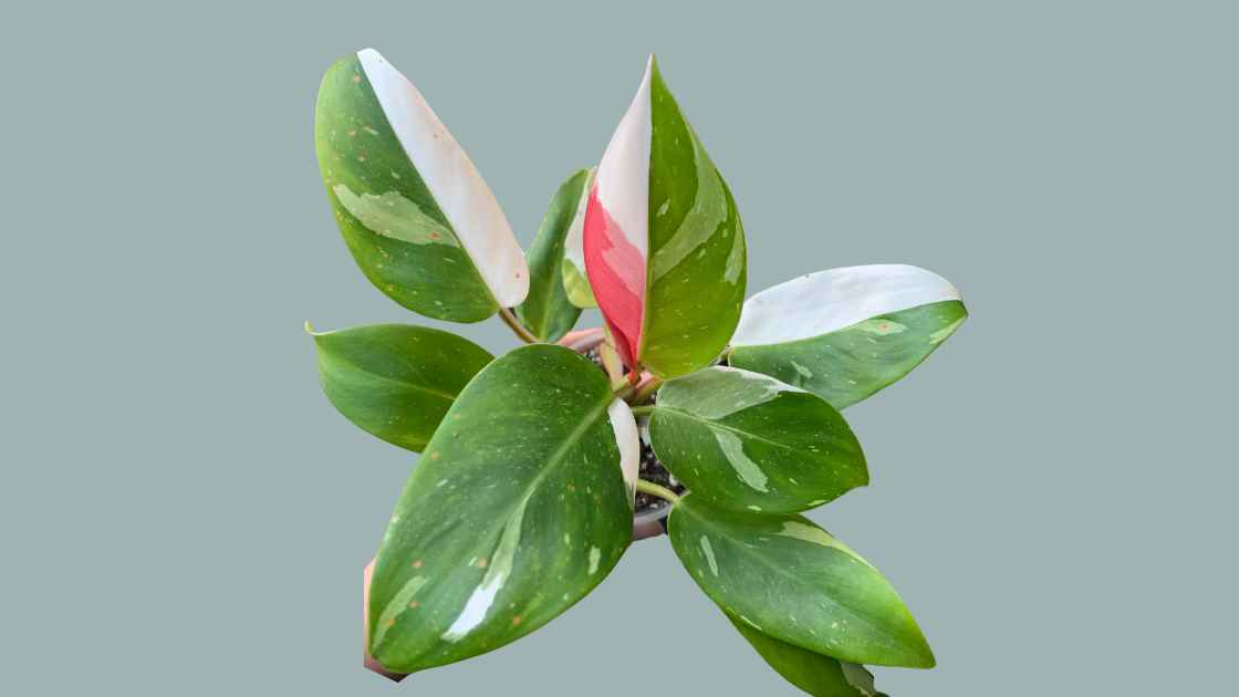 White Princess Philodendron Finally Grew a Pink Leaf