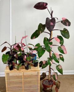 Train Your Pink Princess Philodendron to Climb