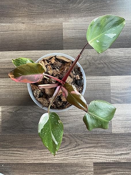 Pink Princess Philodendron Soil mix