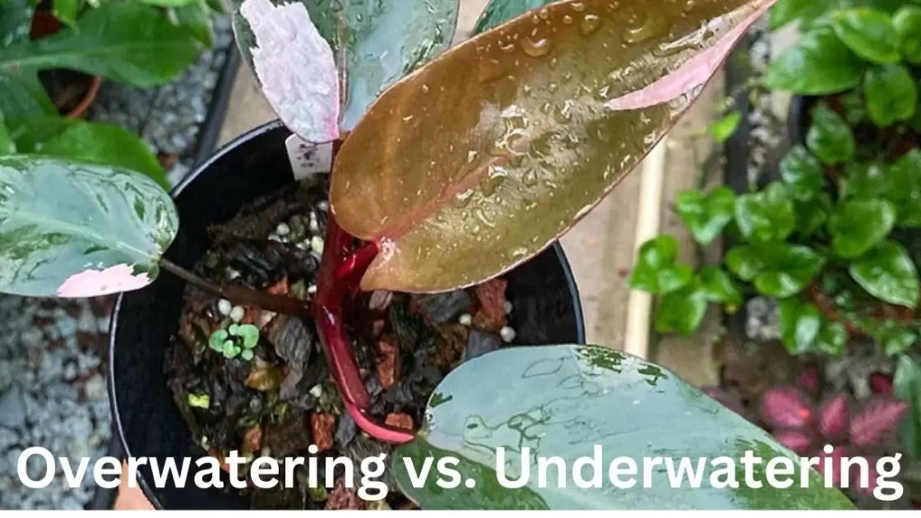 Philodendron care guide: Overwatering vs. underwatering signs