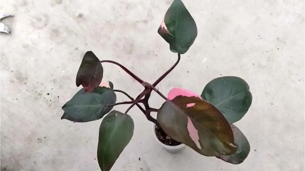 Pink Princess Philodendron Pests