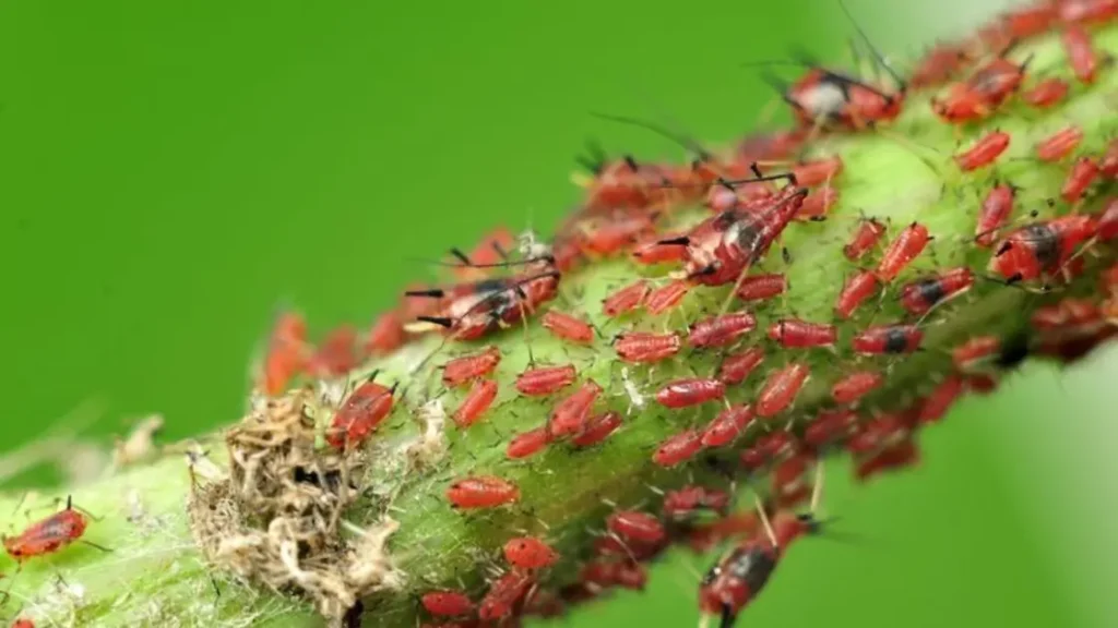 Aphids