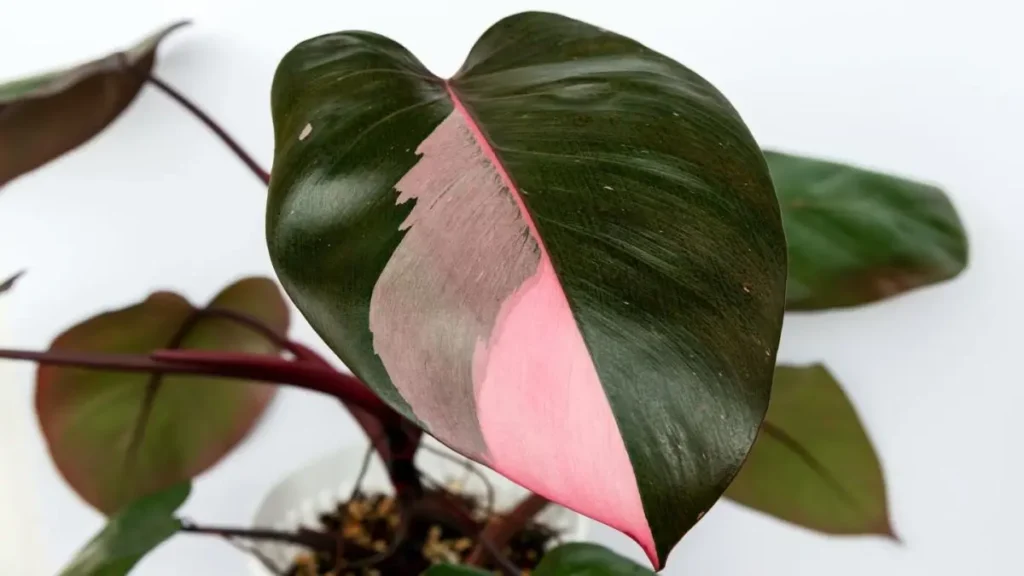 Pink Princess Philodendron Soil