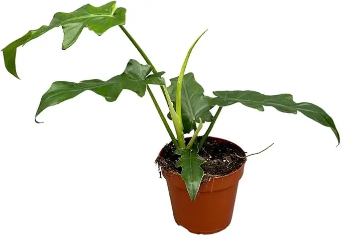 Philodendron Bob Cee