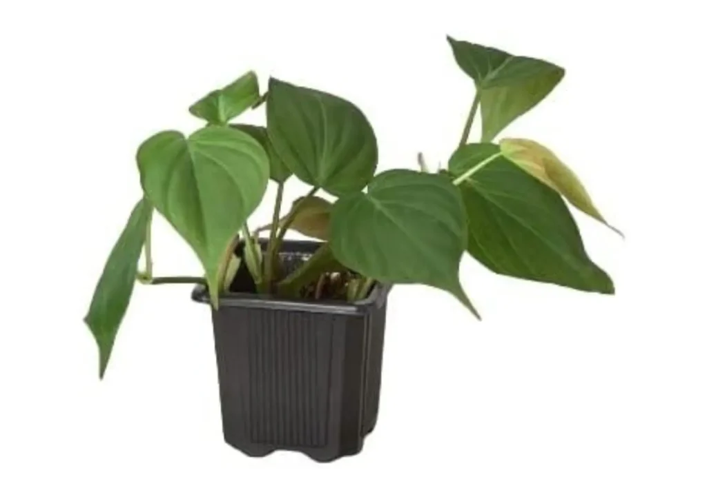 Philodendron Micans