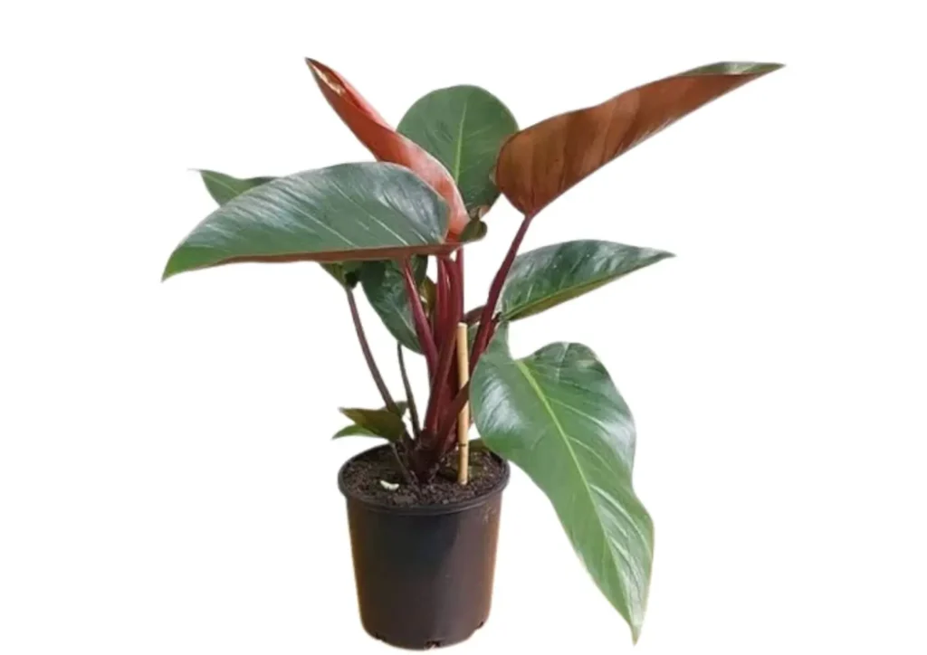 Philodendron Red Congo