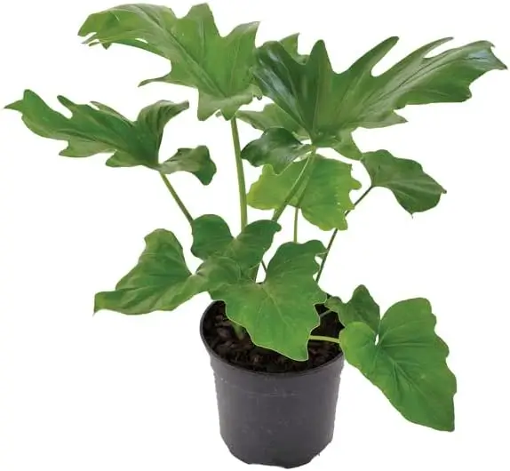 Philodendron Selloum