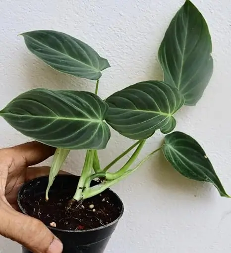 Philodendron Splendid