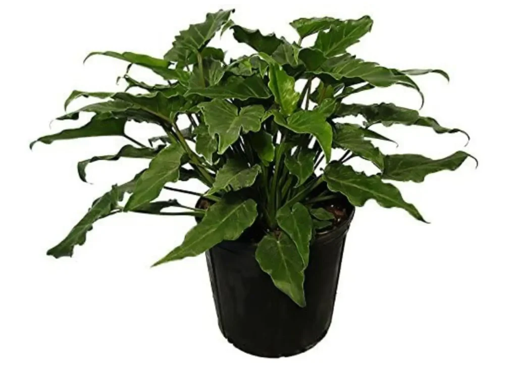 Philodendron Xanadu