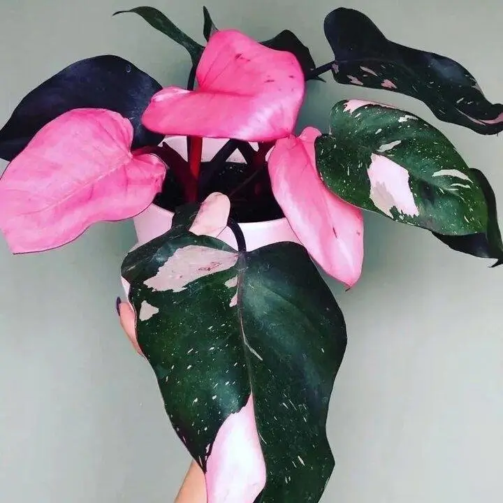 Pink Princess Philodendron