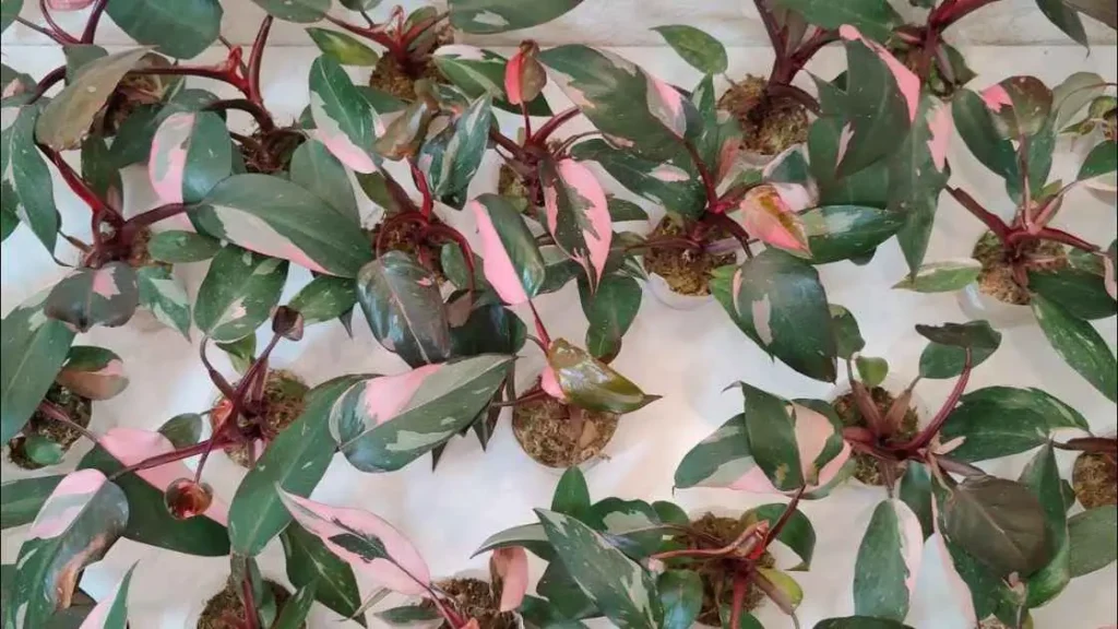 Pink Princess Philodendron Fertilizer