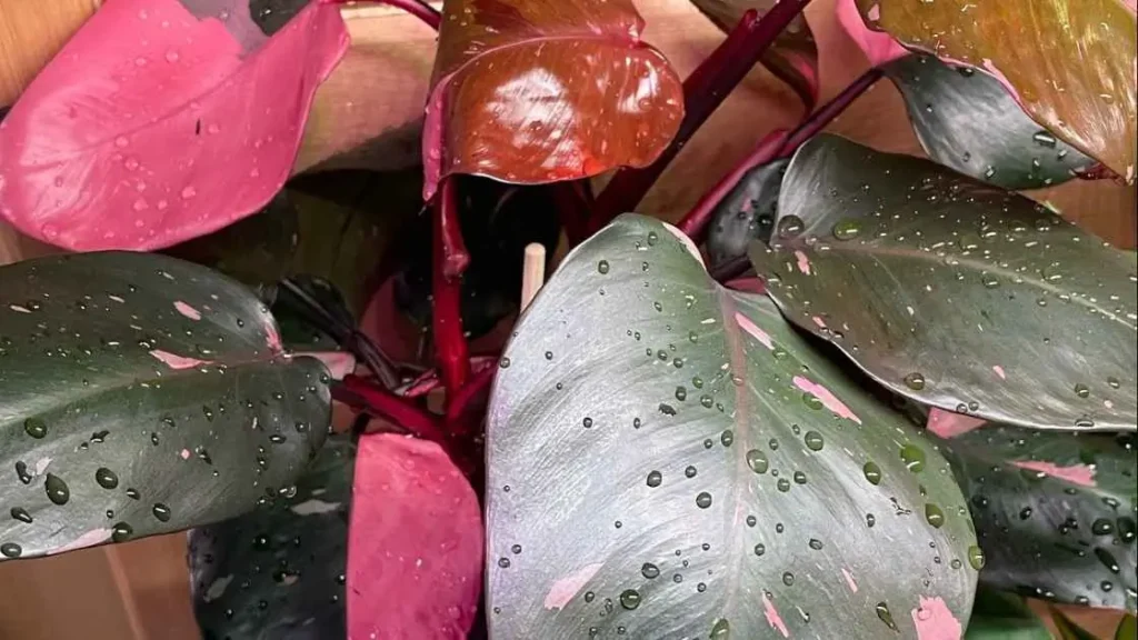Pink Princess Fertilizer