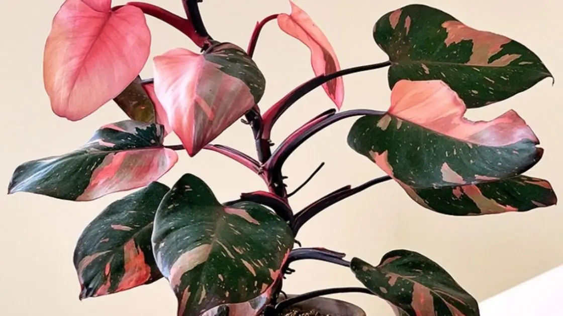 Is Buying a Pink Princess Philodendron Worth It?